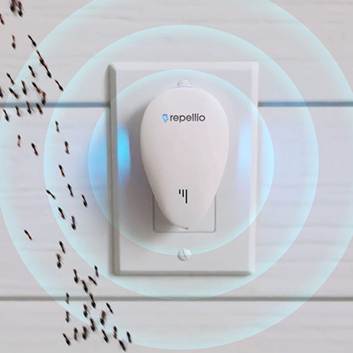 Ants moving away from a Repellio device in a wall socket